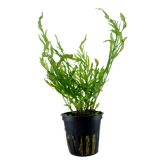 006 Bolbitis heudelotii